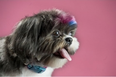 Abey-Dye-hair