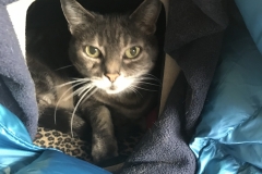 Gracie
