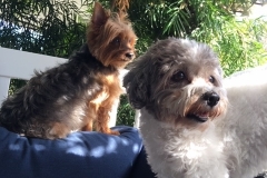 Harley-and-Cali
