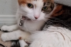 Isabella