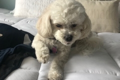 Molly