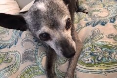 Paco