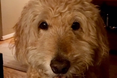 Zoey-R